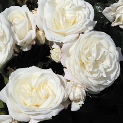 ALABASTER