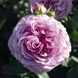 LAVENDER ICE
