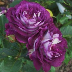 THE HUDDERSFIELD CHORAL SOCIETY ROSE