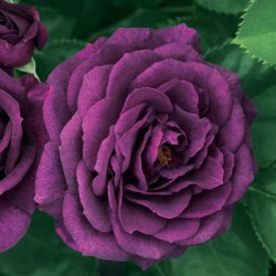 EBB TIDE (PURPLE EDEN)