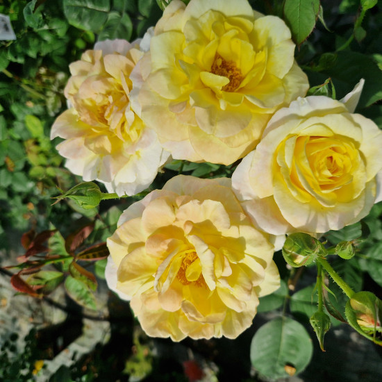 CANARY