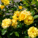 BORDURE D'OR