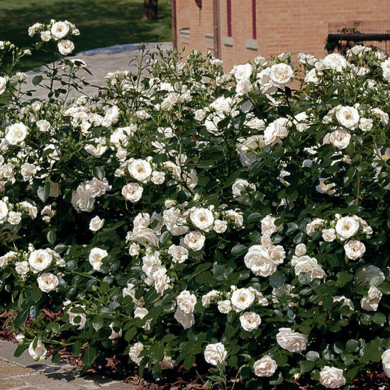 Aspirin Rose
