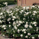 Aspirin Rose