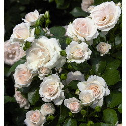 Aspirin Rose