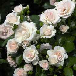 Aspirin Rose