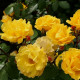 BORDURE D'OR
