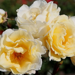 MENTOR-ROSE