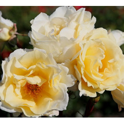 MENTOR-ROSE