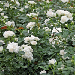 Aspirin Rose