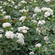 Aspirin Rose