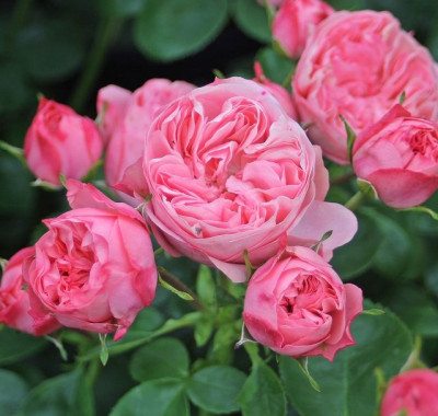 FLORIBUNDROZES | Gintarozes.lv