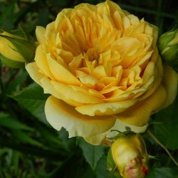 100 IDEES JARDIN