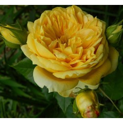 100 IDEES JARDIN