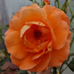 WESTERLAND