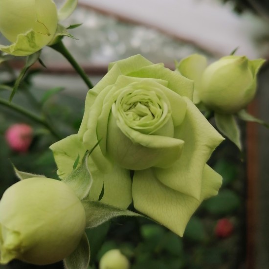 LOVELY GREEN LOVELY GREEN