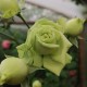 LOVELY GREEN LOVELY GREEN