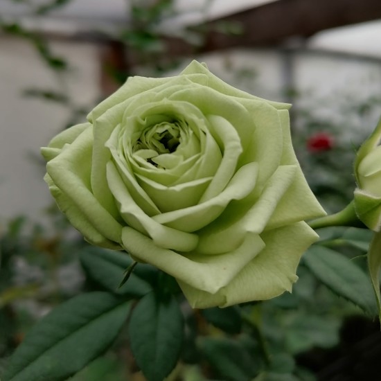LOVELY GREEN LOVELY GREEN