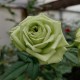 LOVELY GREEN LOVELY GREEN