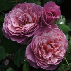 LAVENDER PINOCCIO
