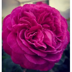 HEIDY KLUM ROSE