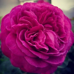 HEIDY KLUM ROSE