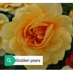 GOLDEN YEARS