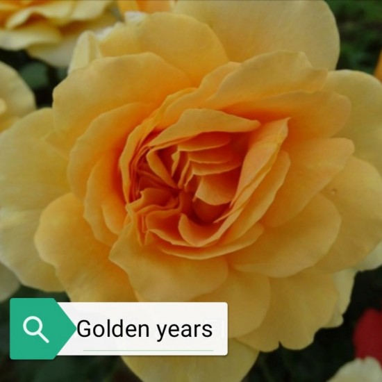 GOLDEN YEARS GOLDEN YEARS