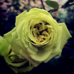 LOVELY GREEN