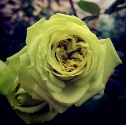 LOVELY GREEN