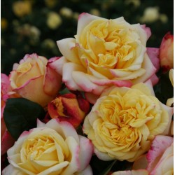 KORDES 'JUBILEE