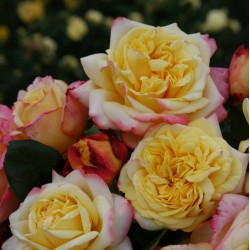 KORDES 'JUBILEE