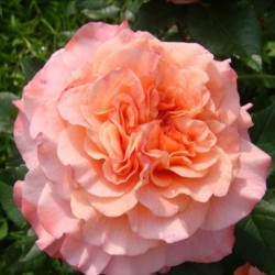 AUGUSTA LUISE