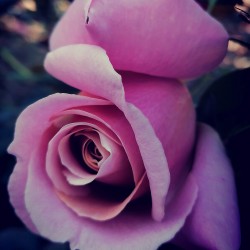 SIMPLY GORGEAUS