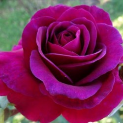 CLARET