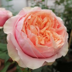 MARIA NATALE