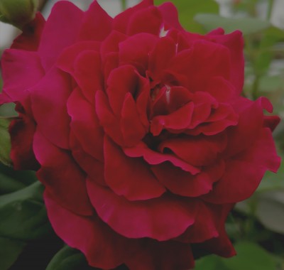 Japānas rozes