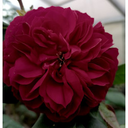 RED LEONARDO DA VINCI