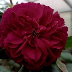 RED LEONARDO DA VINCI