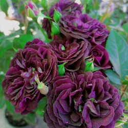 EBB TIDE (PURPLE EDEN)