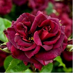 KATIE'S ROSE