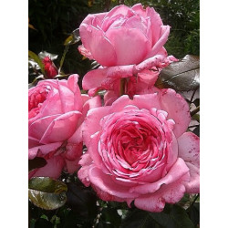 ROSE DE MOLINARD
