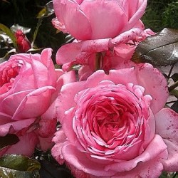 ROSE DE MOLINARD
