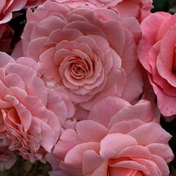 TICKLED PINK