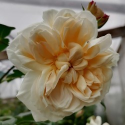 ARIADNE
