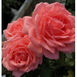 BIJOU CORAIL
