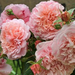 ROSE DE TOLBIAC