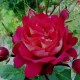 DOCTEURS MASSAD DOCTEURS MASSAD