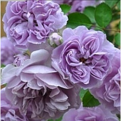 REINY BLUE