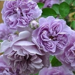 REINY BLUE